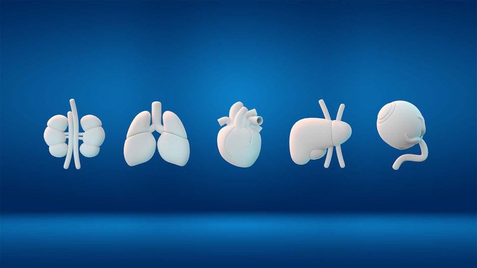 Spain maintains its global leadership in organ transplantation in 2025 thanks to medical innovation and advanced technologies